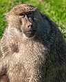 1G0A6393