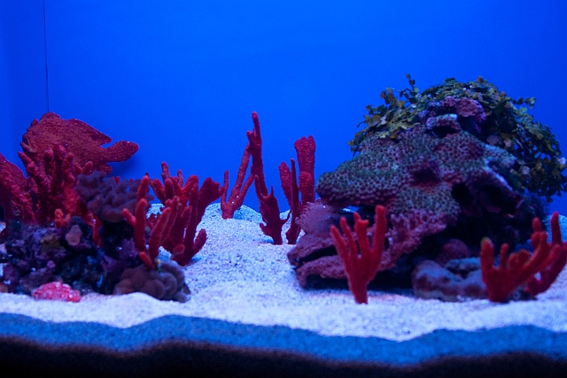 IMG_4129.jpg