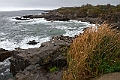 _MG_0442