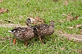 IMG_4412