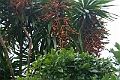 IMG_4419