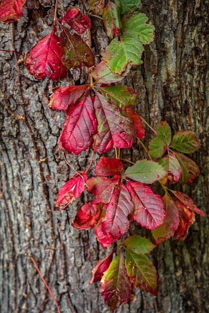 1G0A8101_AuroraHDR2018-edit.jpg