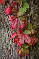 1G0A8101_AuroraHDR2018-edit
