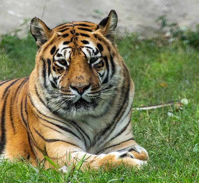 _DSC1406.jpg