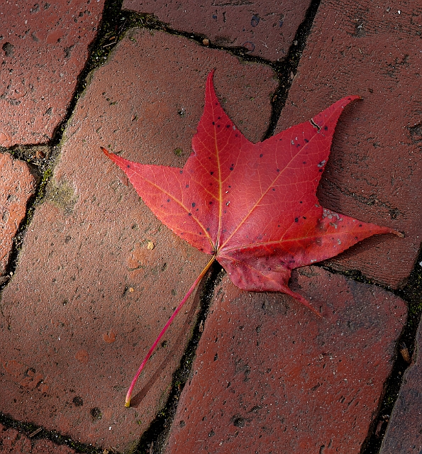 _DSC2614_5_6.jpg