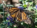 _DSC1250