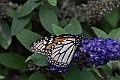 _DSC1290