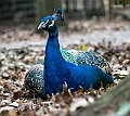 _DSC1338