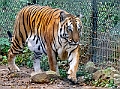 _DSC1388