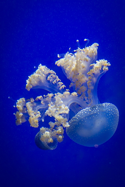1G0A6800.jpg