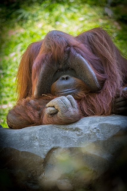 1G0A6881.jpg