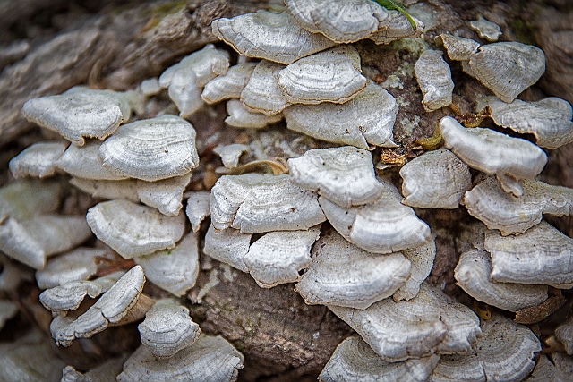 1G0A6993-Edit.jpg