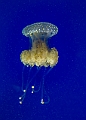 1G0A6796