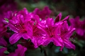 1G0A6951-Edit