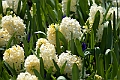 IMG_1477