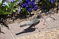 IMG_1484