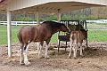 IMG_1617