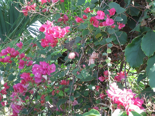 IMG_0086.jpg