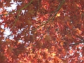 IMG_0130