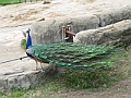 IMG_0164
