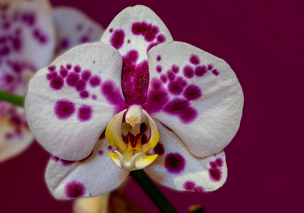 Orciids_2022 Orciids_2022